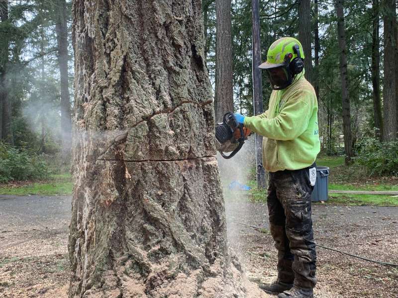 Tree Removal