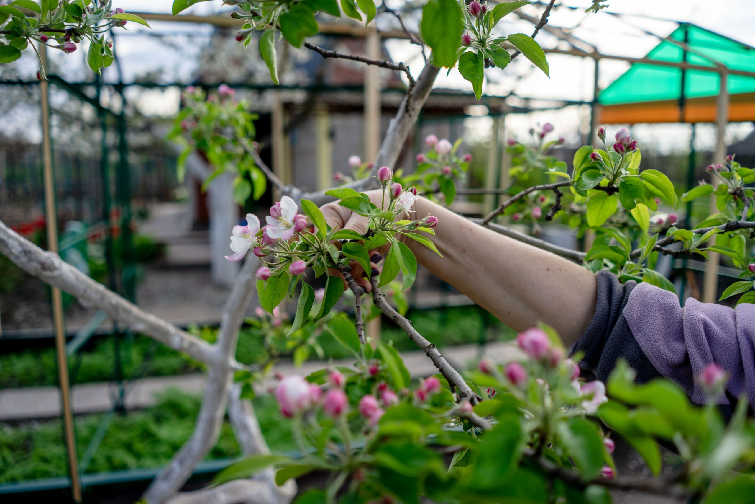 Benefits of Tree Pruning